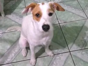 Cachorro raça Mix fox terrier  idade 7 a 11 meses nome Branquinha adoção  