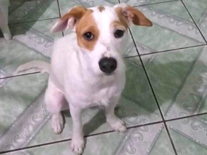 Cachorro ra a Mix fox terrier  idade 7 a 11 meses nome Branquinha adoção  