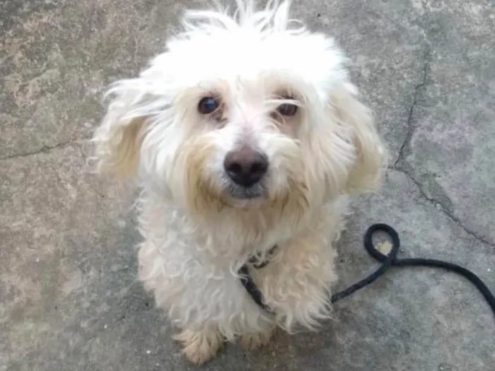 Cachorro ra a Poodle idade 2 anos nome Floquinho urgente af