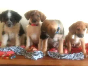 Cachorro raça SRD idade  nome Sem nome