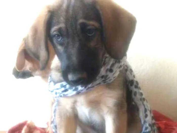 Cachorro ra a SRD idade  nome Sem nome