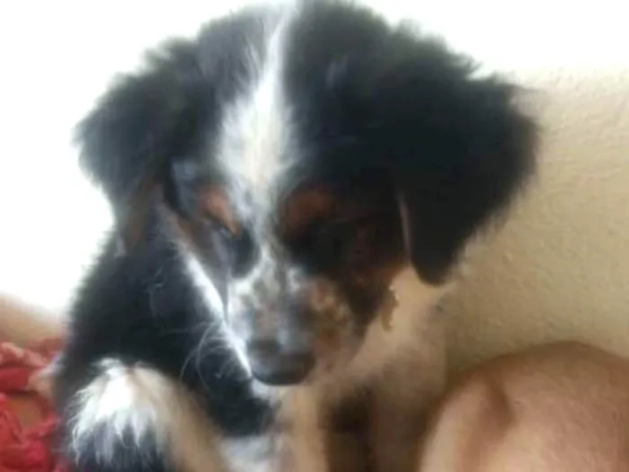 Cachorro ra a SRD idade  nome Sem nome