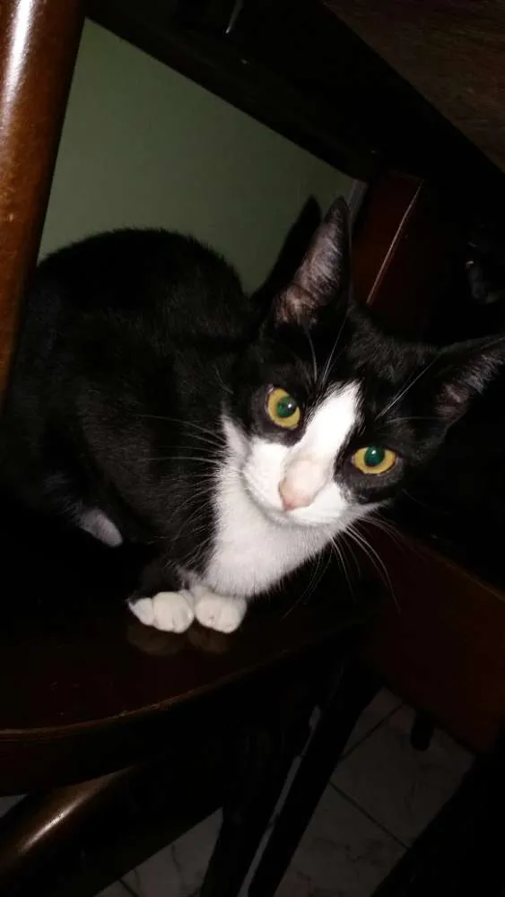 Gato ra a Frajola  idade 2 anos nome Minnie 