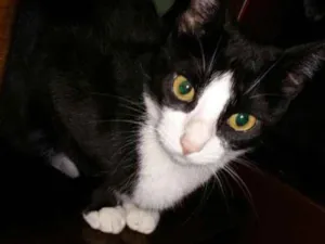 Gato raça Frajola  idade 2 anos nome Minnie 