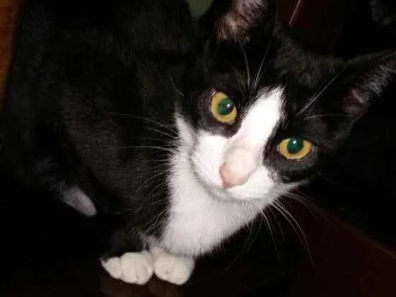 Gato ra a Frajola  idade 2 anos nome Minnie 