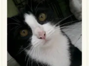 Gato raça Frajola  idade 2 anos nome Minnie 