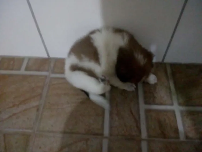 Cachorro raça Mista idade Abaixo de 2 meses nome Nina