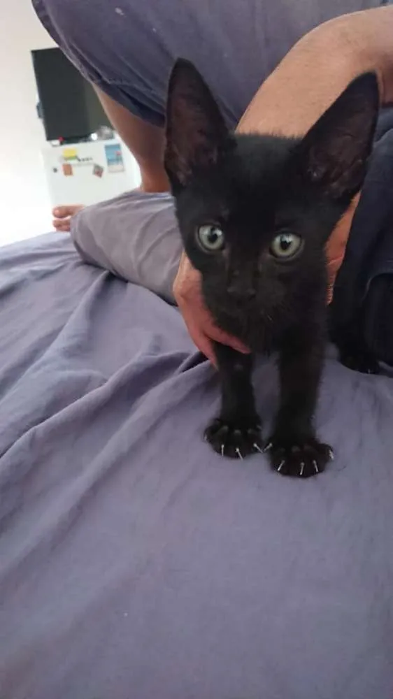 Gato ra a SRD idade 2 a 6 meses nome Sem nome