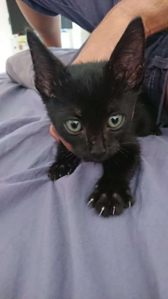 Gato ra a SRD idade 2 a 6 meses nome Sem nome