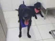 Tião e Babão