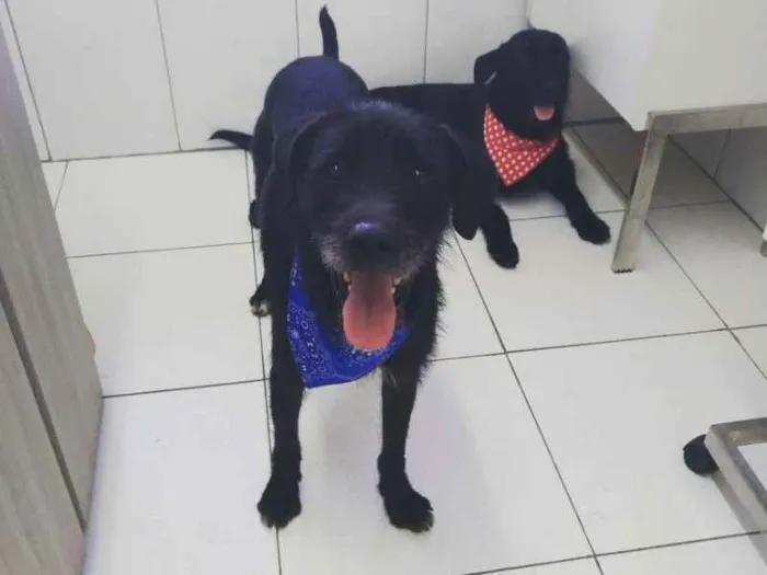 Cachorro raça Indefinida idade 3 anos nome Tião e Babão