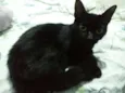 Bela