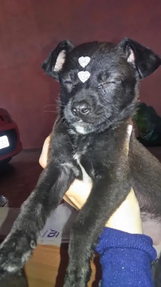 Cachorro ra a Vira Lata idade Abaixo de 2 meses nome Vira Lata 