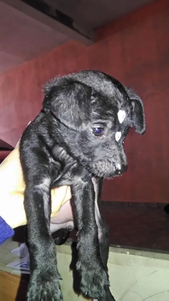 Cachorro ra a Vira Lata idade Abaixo de 2 meses nome Vira Lata 