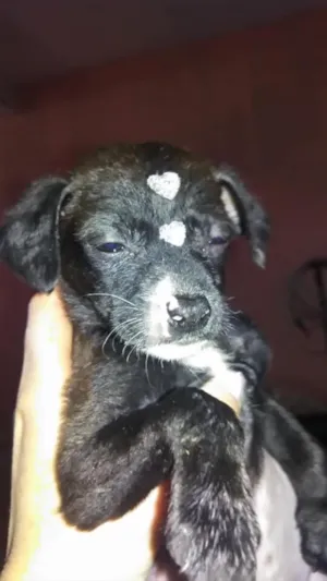 Cachorro raça Vira Lata idade Abaixo de 2 meses nome Vira Lata 