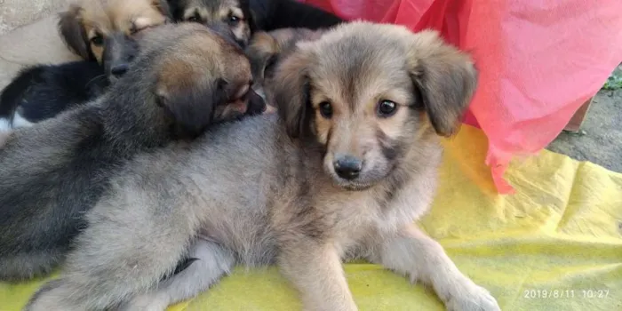 Cachorro ra a Indefinida idade 2 a 6 meses nome Não tem 