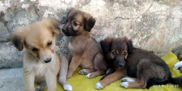 Cachorro ra a Indefinida idade 2 a 6 meses nome Não tem 