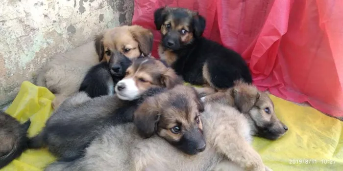 Cachorro ra a Indefinida idade 2 a 6 meses nome Não tem 