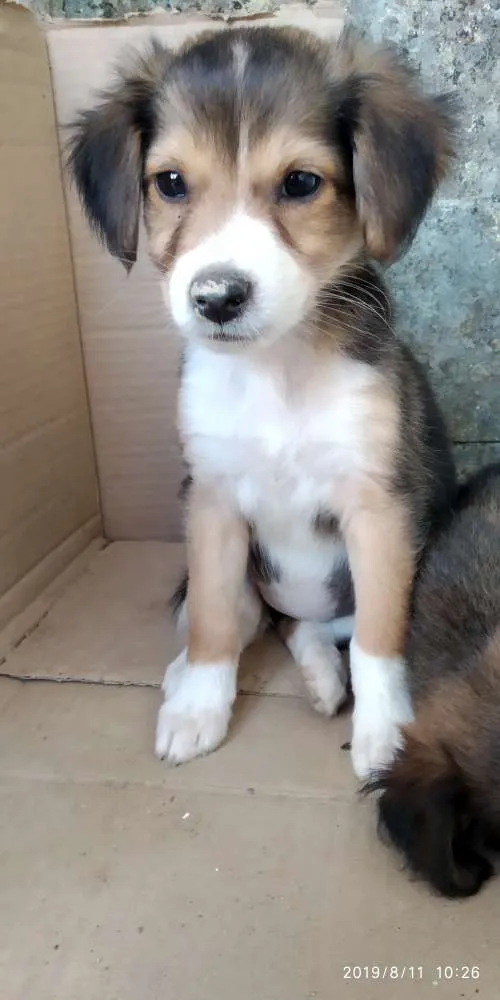 Cachorro ra a Indefinida idade 2 a 6 meses nome Não tem 