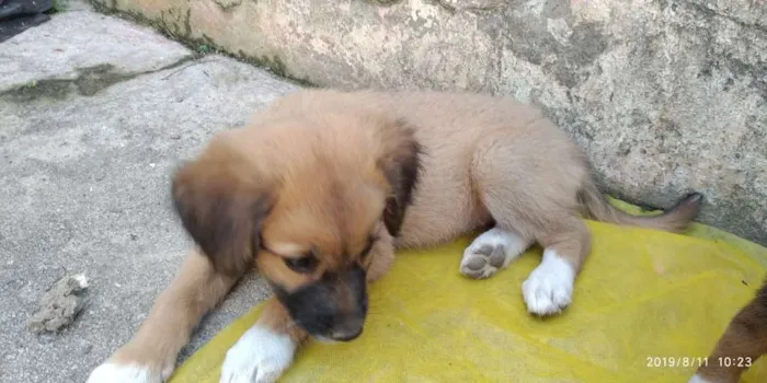 Cachorro ra a Indefinida idade 2 a 6 meses nome Não tem 