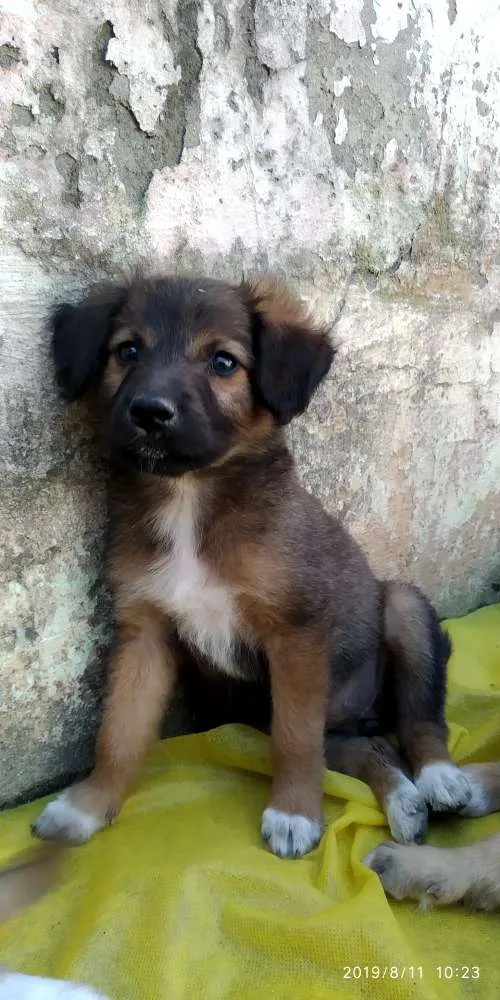 Cachorro ra a Indefinida idade 2 a 6 meses nome Não tem 