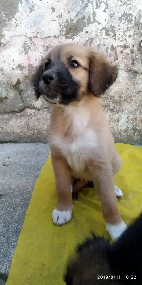 Cachorro ra a Indefinida idade 2 a 6 meses nome Não tem 