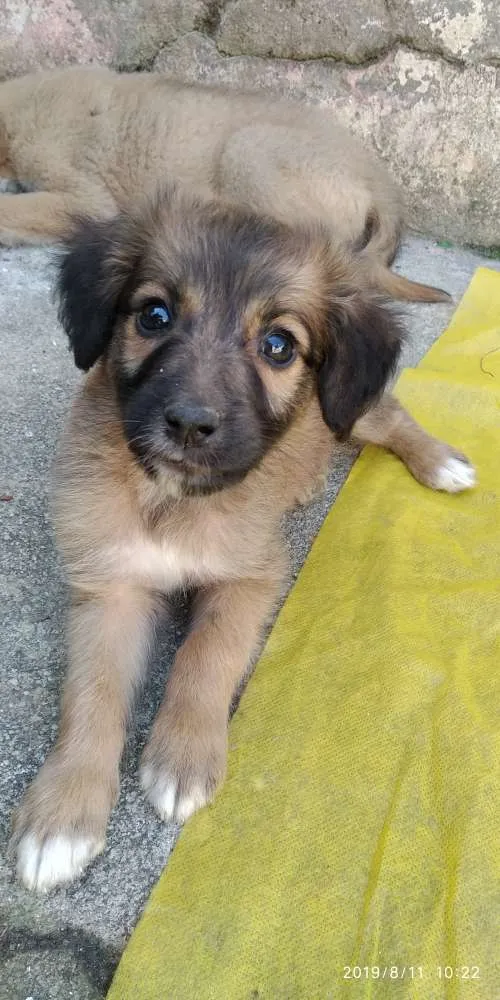 Cachorro ra a Indefinida idade 2 a 6 meses nome Não tem 