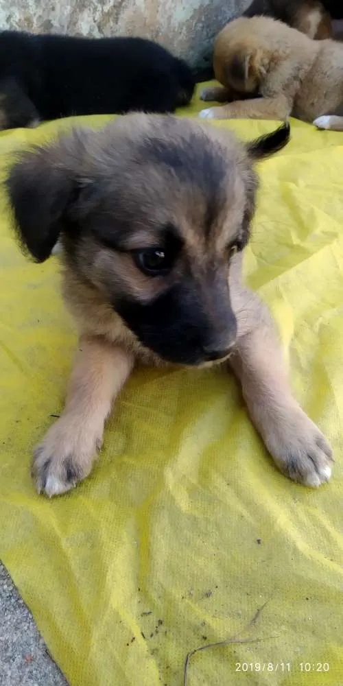 Cachorro ra a Indefinida idade 2 a 6 meses nome Não tem 