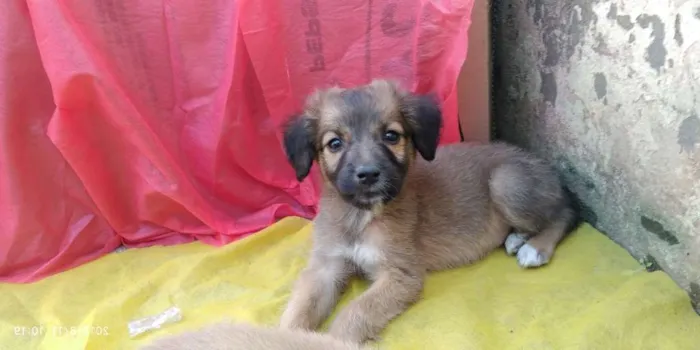 Cachorro ra a Indefinida idade 2 a 6 meses nome Não tem 