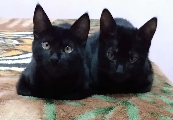 Gato ra a Vira lata idade 2 a 6 meses nome Simba