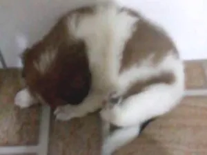 Cachorro raça Mista idade Abaixo de 2 meses nome Nina