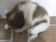 Nina