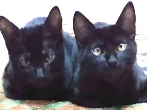 Gato raça Vira lata idade 2 a 6 meses nome Simba