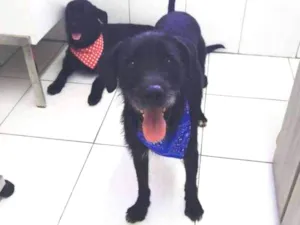 Cachorro raça Indefinida idade 3 anos nome Tião e Babão