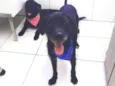 Tião e Babão