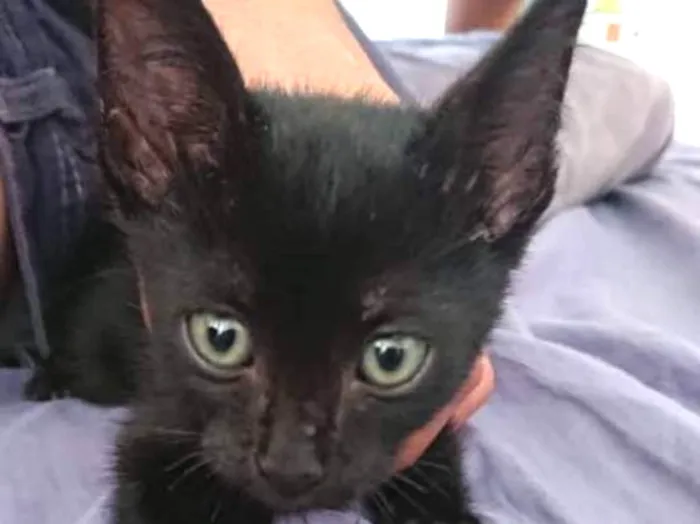 Gato ra a SRD idade 2 a 6 meses nome Sem nome