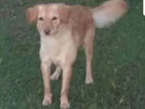 Cachorro raça sem identificação  idade 1 ano nome PRINCESA 