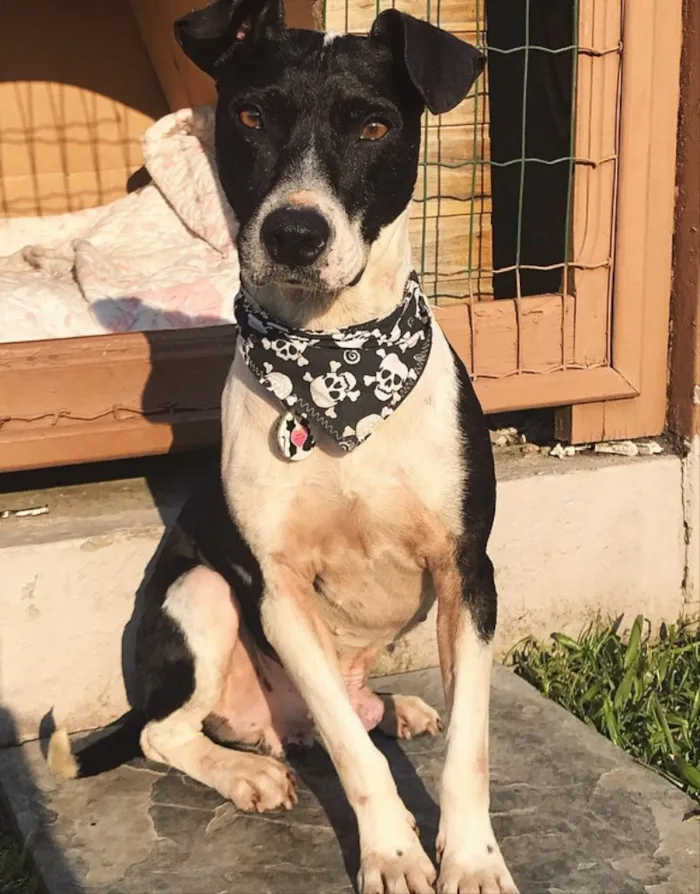 Cachorro ra a Sem Raça Definida idade 5 anos nome SNOOPY 