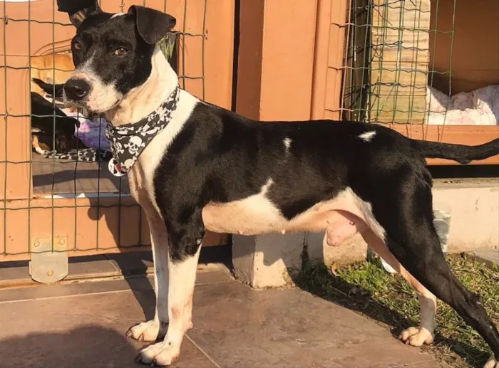 Cachorro ra a Sem Raça Definida idade 5 anos nome SNOOPY 