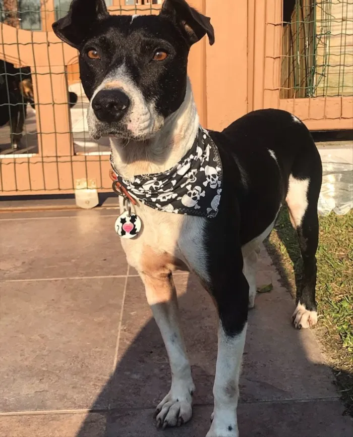 Cachorro ra a Sem Raça Definida idade 5 anos nome SNOOPY 