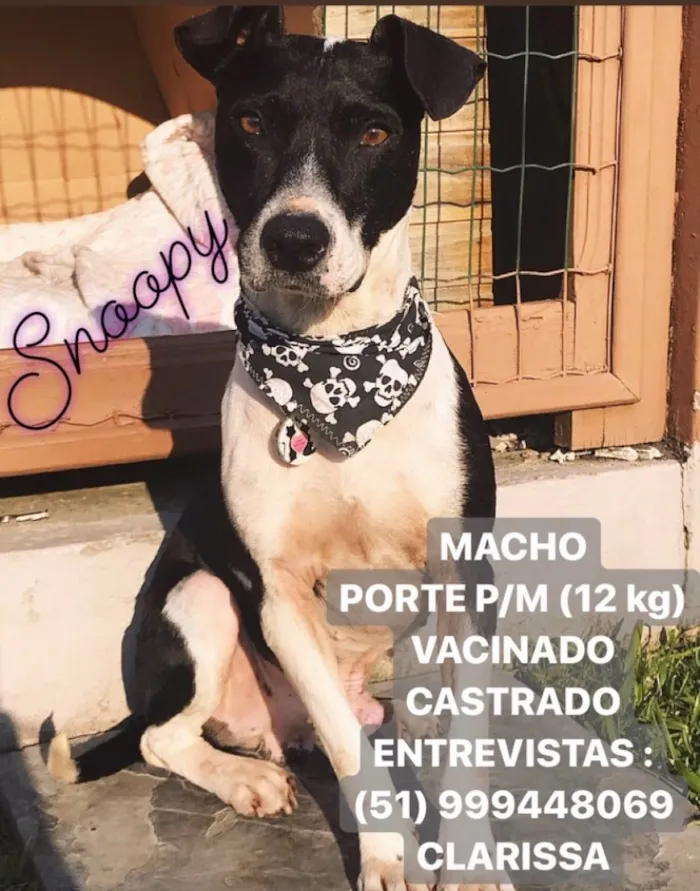 Cachorro ra a Sem Raça Definida idade 5 anos nome SNOOPY 