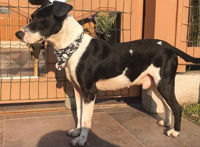 Cachorro ra a Sem Raça Definida idade 5 anos nome SNOOPY 