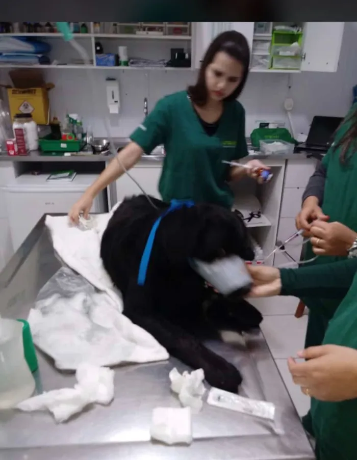 Cachorro ra a Vira lata idade 2 a 6 meses nome Nã Sabemos