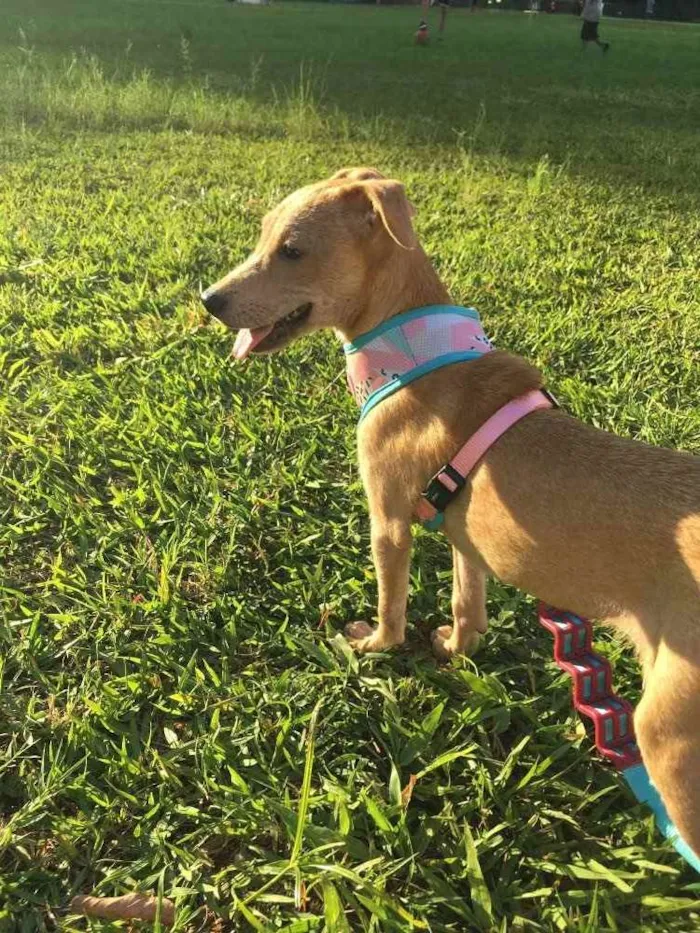 Cachorro ra a SRD idade 7 a 11 meses nome Melissa