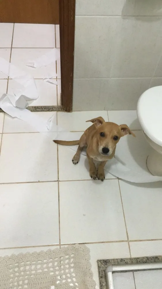 Cachorro ra a SRD idade 7 a 11 meses nome Melissa