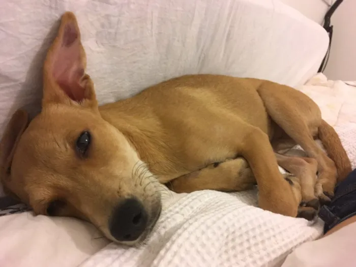 Cachorro ra a SRD idade 7 a 11 meses nome Melissa