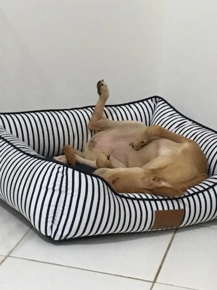 Cachorro ra a SRD idade 7 a 11 meses nome Melissa