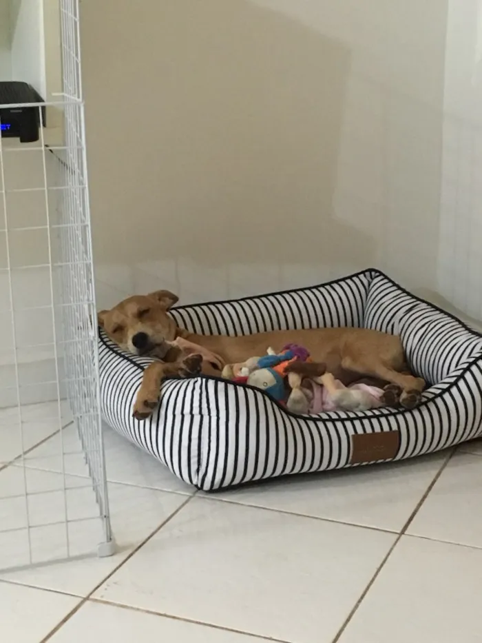 Cachorro ra a SRD idade 7 a 11 meses nome Melissa