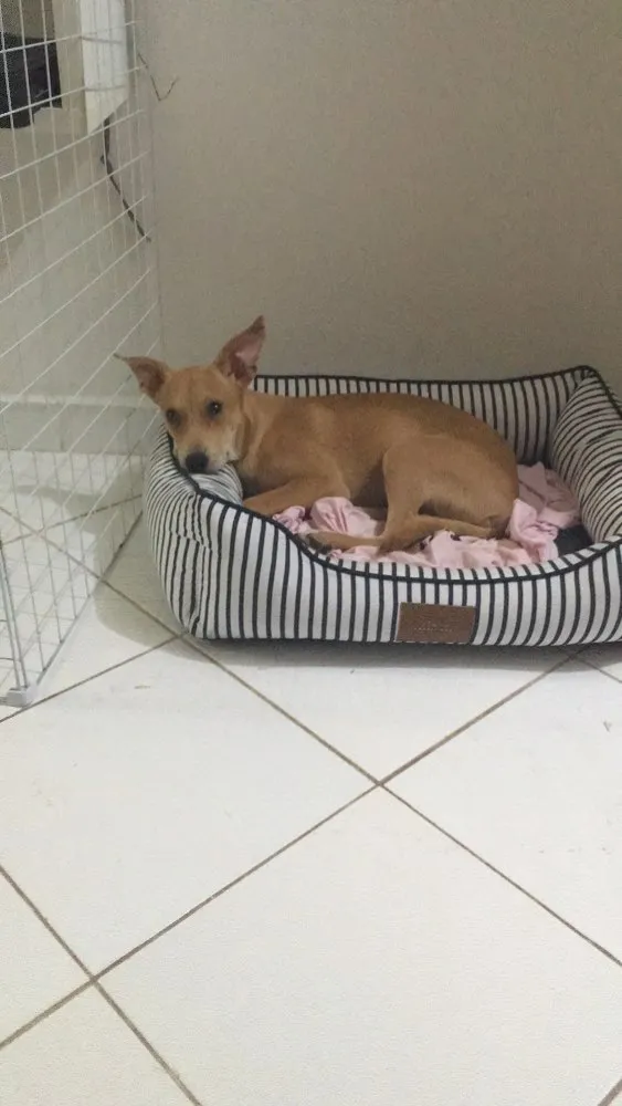 Cachorro ra a SRD idade 7 a 11 meses nome Melissa