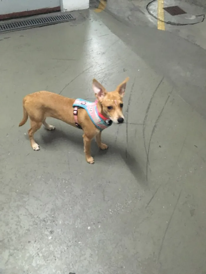 Cachorro ra a SRD idade 7 a 11 meses nome Melissa